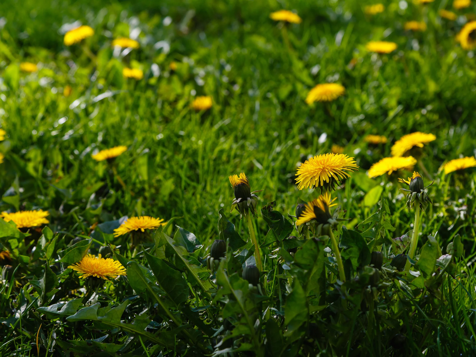 Blooming dandelion weeds in a green lawn in Cottage Grove, MN
