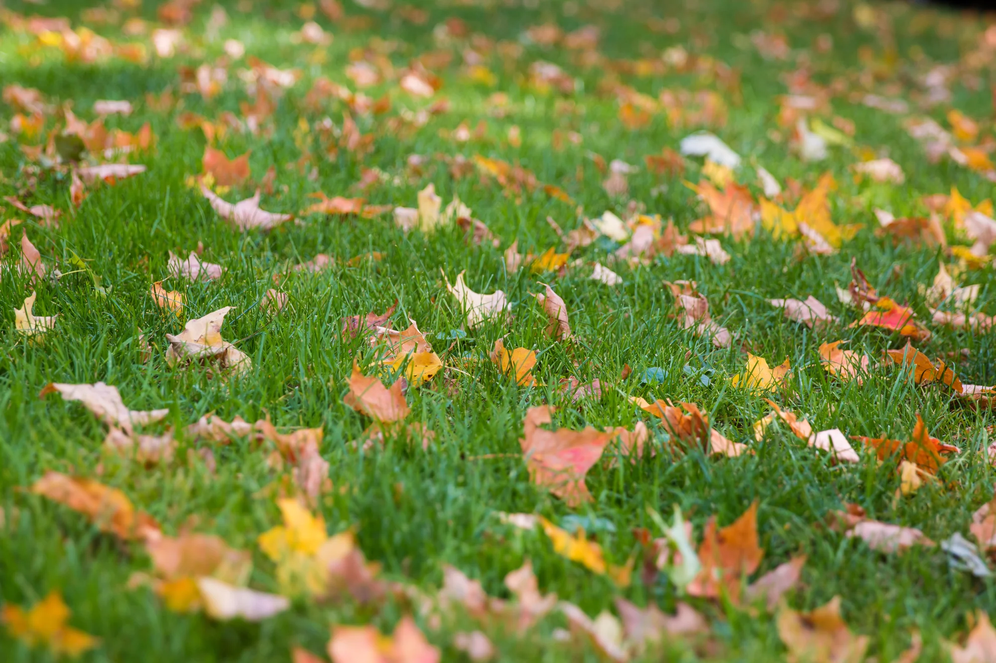 Green lawn dotted with fall leaves ready for cleanup in Lake Elmo, MN