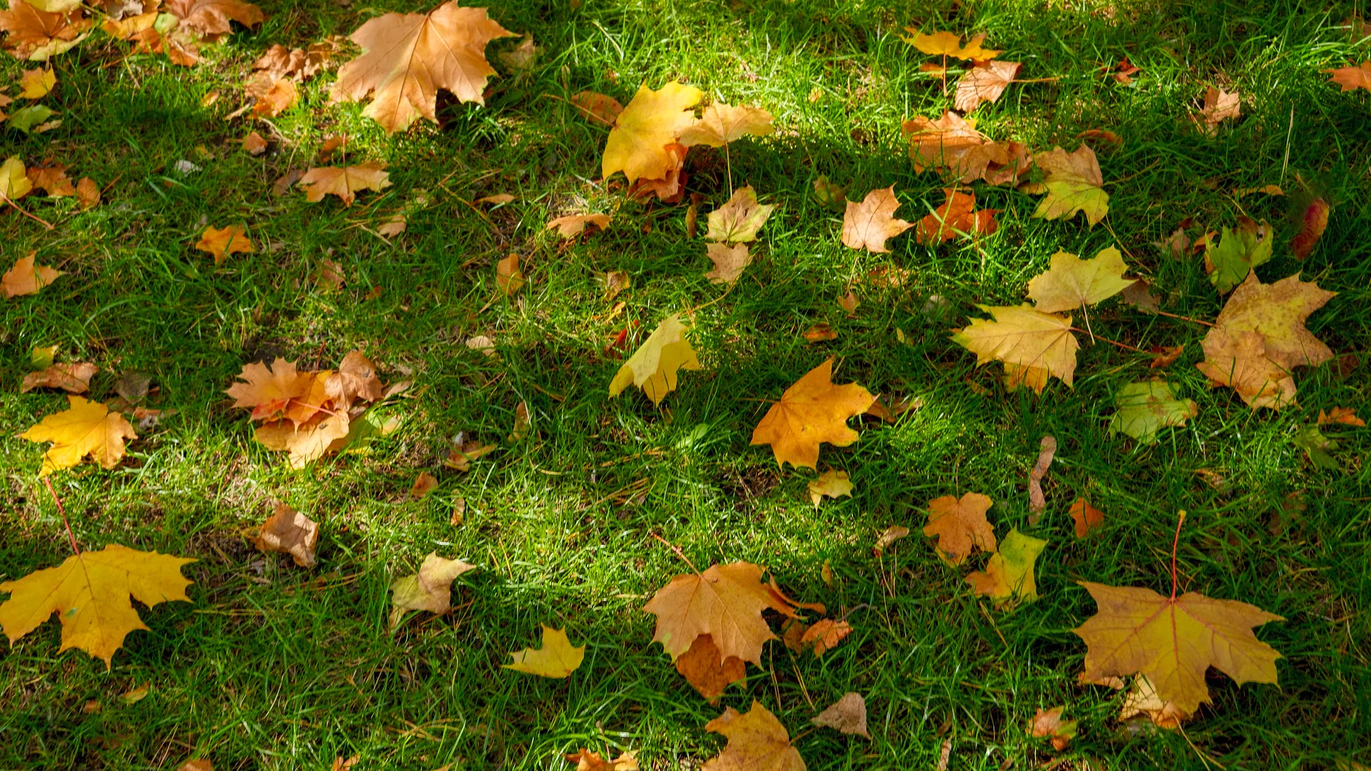 Yellow maple leaves fallen on a green lawn in Woodbury, MN