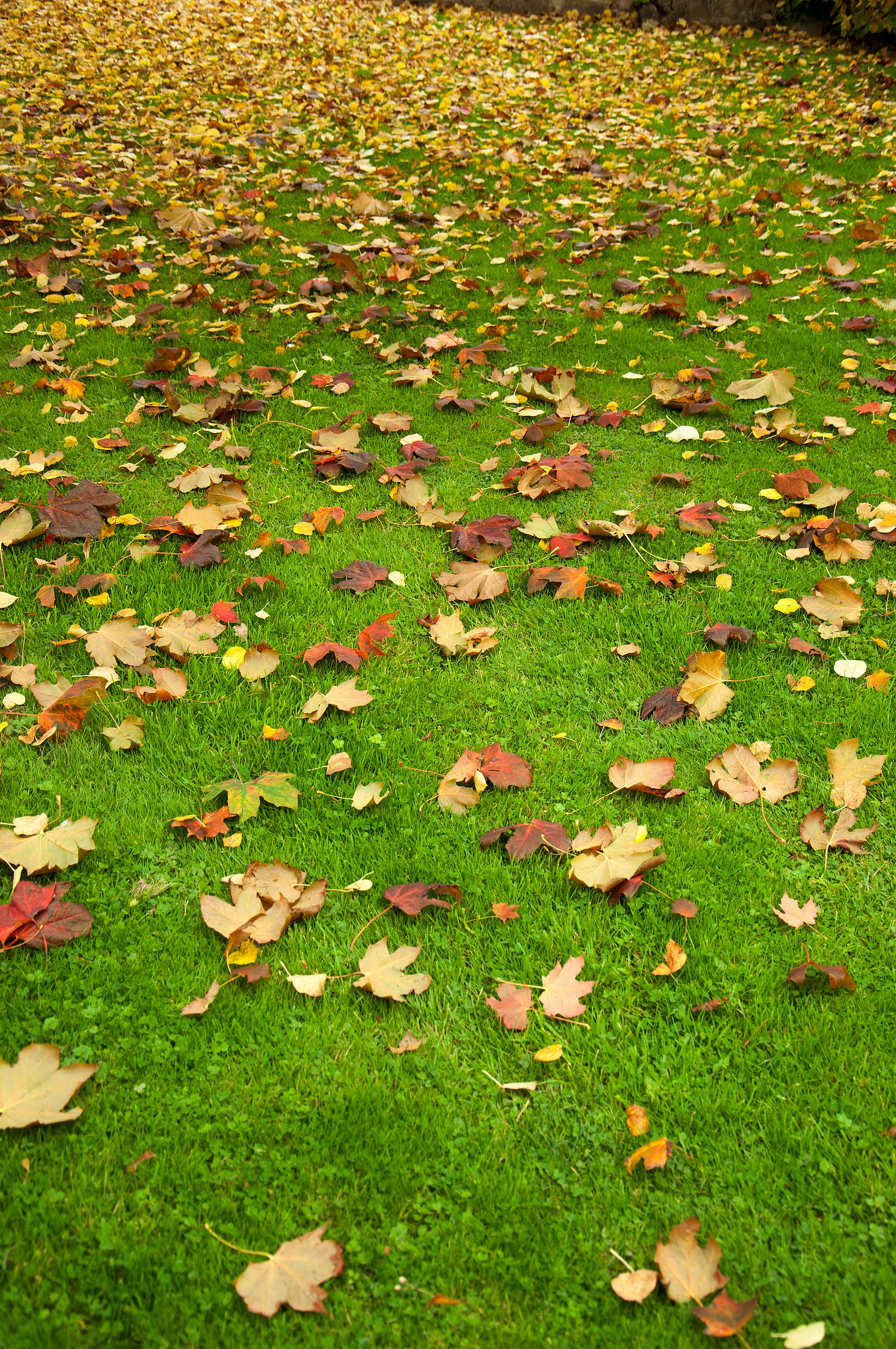 Fallen autumn leaves scattered on a green lawn in Oakdale, MN
