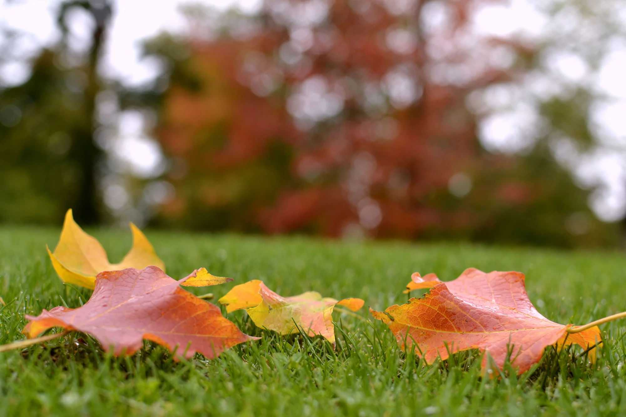 Autumn leaves resting on green grass in Lake Elmo, MN