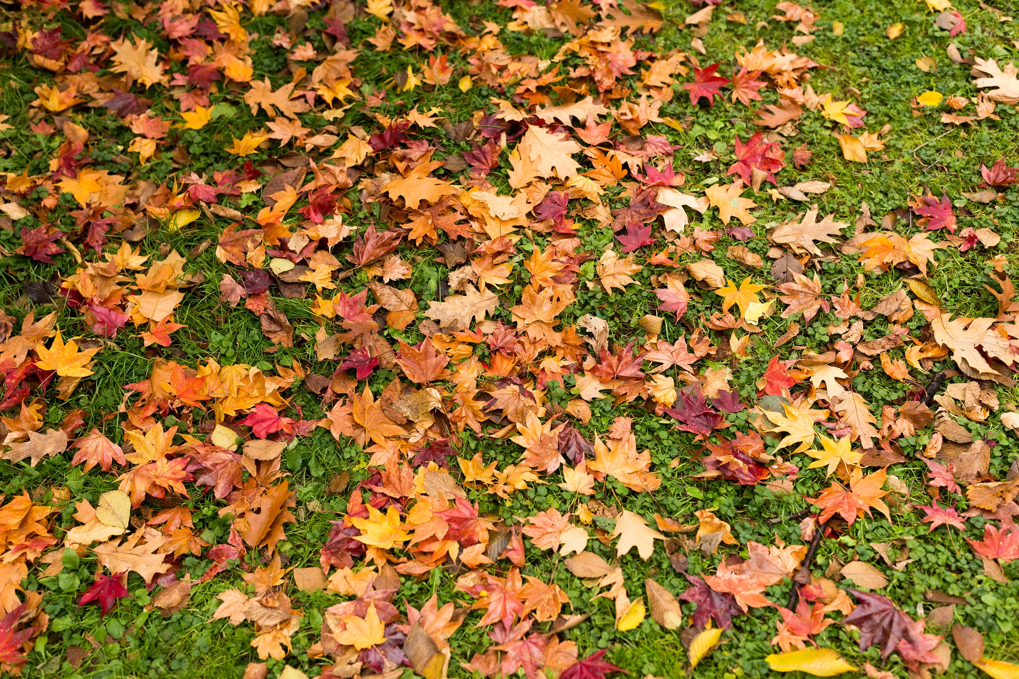 Colorful autumn leaves covering a green lawn before cleanup in Cottage Grove, MN