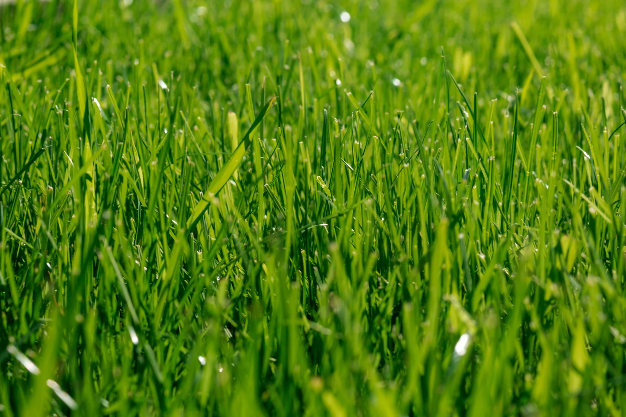 Close-up of thick, healthy green grass after lawn fertilization in Woodbury, MN