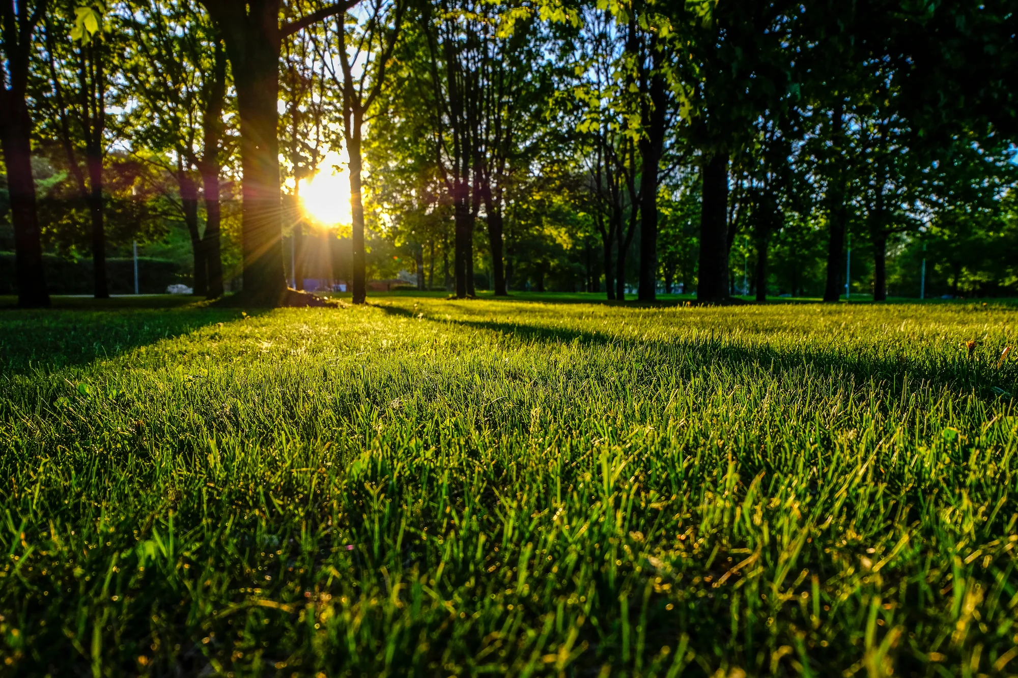 Sunrise over a freshly mowed green lawn among trees in Maplewood, MN