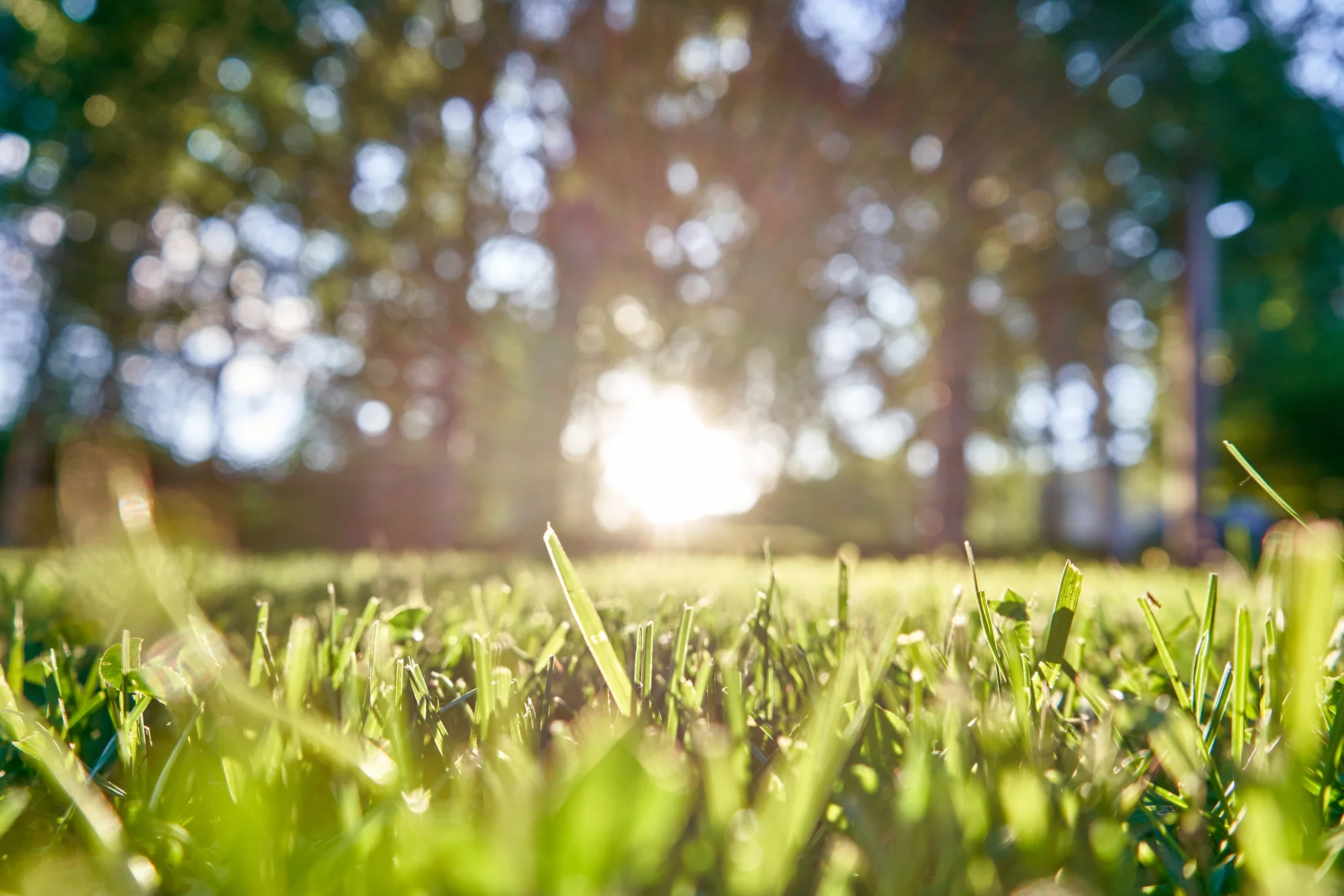 Sunlit green lawn blades after fertilization in Lake Elmo, MN