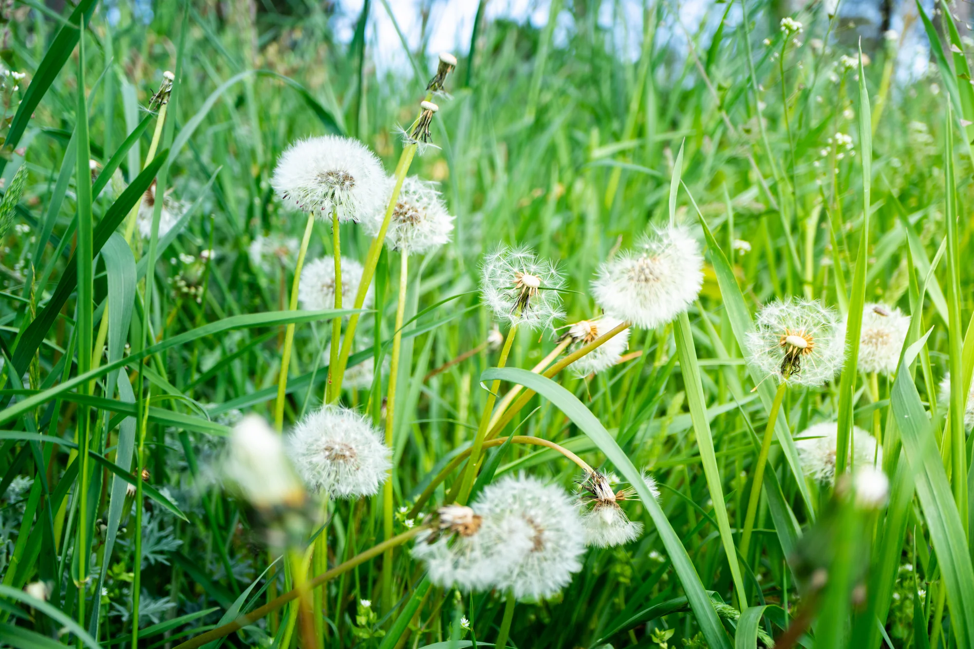 Dandelion gone to seed in a lawn needing weed control in Woodbury, MN