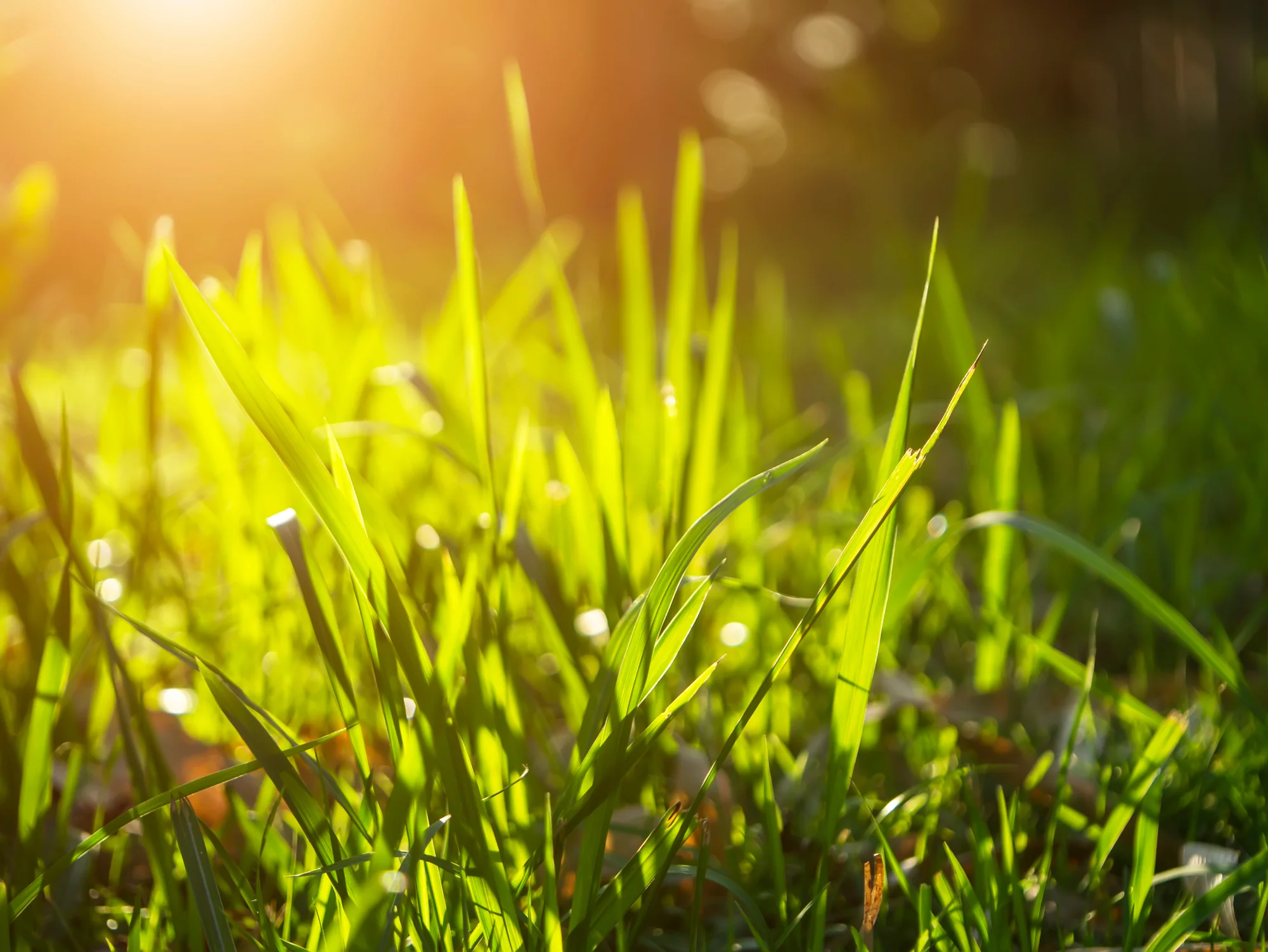 Lush green lawn backlit by warm sunlight in Oakdale, MN