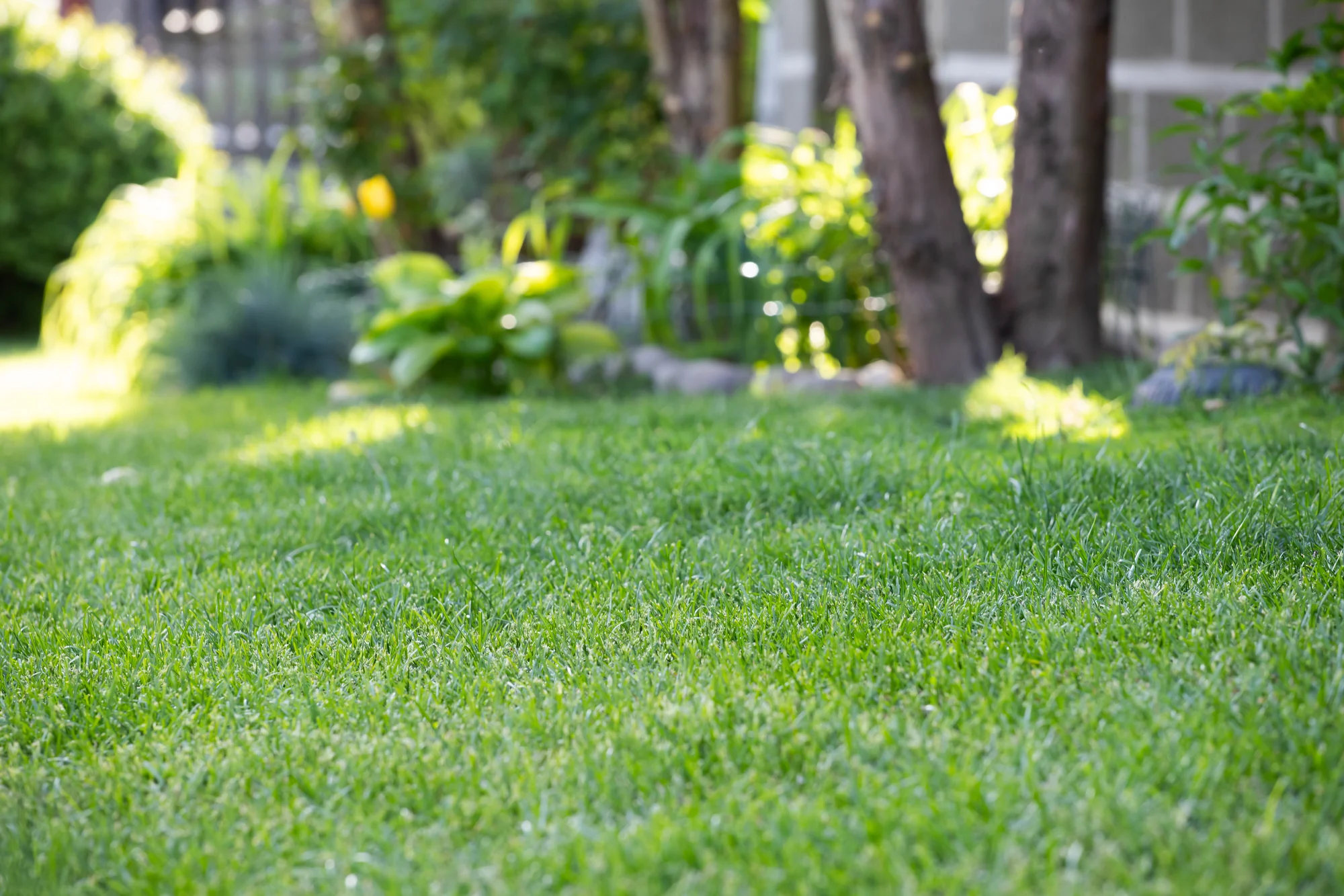 Close-up of a neatly trimmed, healthy green lawn in Woodbury, MN