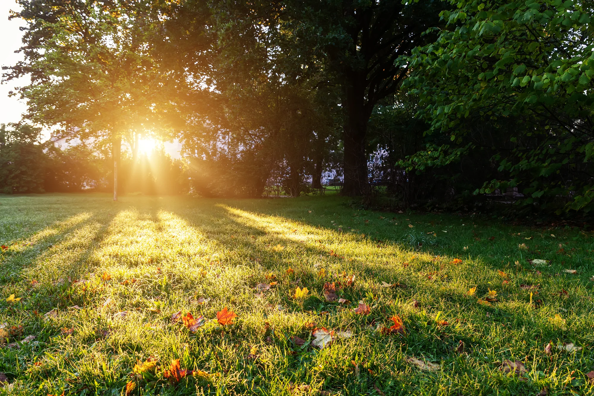 Sunrise over a spring lawn with early-season growth in Maplewood, MN