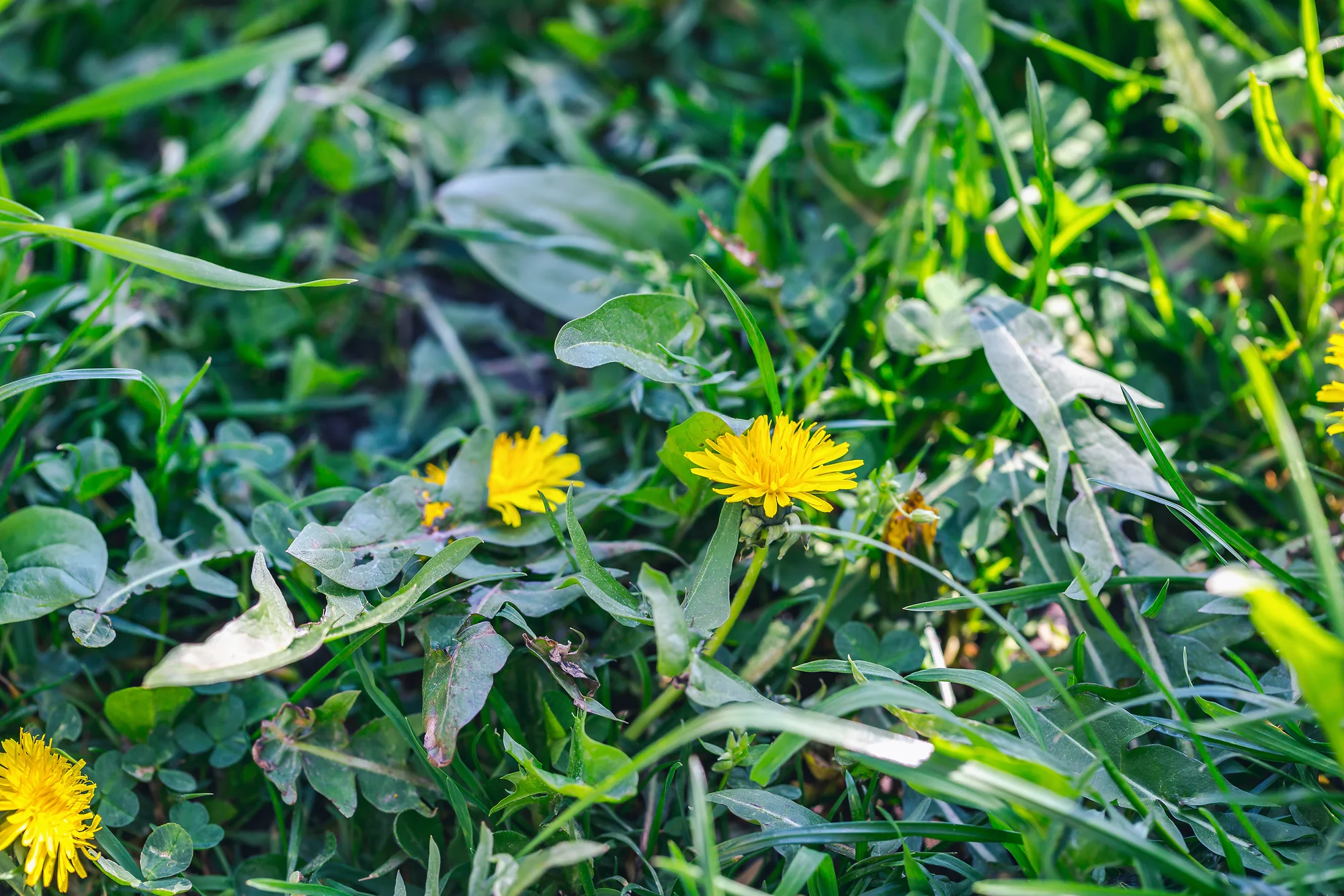 Yellow dandelions spreading across a lawn in Maplewood, MN